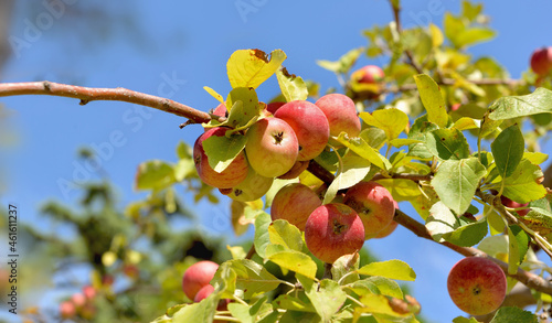 branch of apple tree with ripe red apples on blue sky