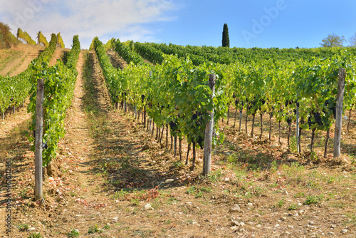 vineyard growing on a hill in Tuscany, Italy