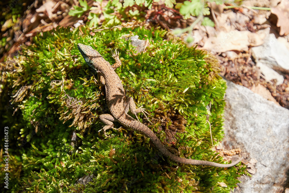 Small lizard crawling on the green moss in the jungle. Amphibians backgrounds and wildlife Small lizard crawling on the green moss in the jungle. Amphibians backgrounds and wildlife
