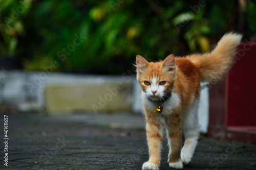 Orange cat with long fur. This cat is the result of a cross between a domestic cat and an angora cat