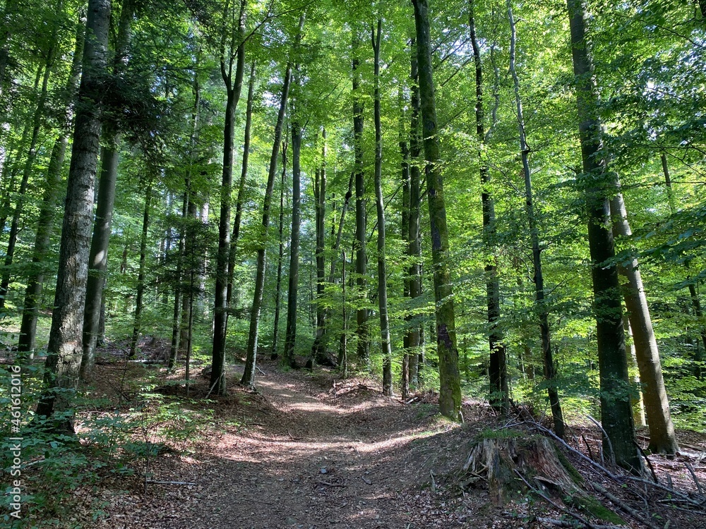 Hiking and recreational trails along Omladinsko Lake or bicycle paths around Lokvarsko Lake, Lokve - Croatia (Pješačko-biciklističke staze oko Omladinskog ili Lokvarskog jezera, Lokve - Gorski kotar) Hiking and recreational trails along Omladinsko Lake or bicycle paths around Lokvarsko Lake, Lokve - Croatia (Pješačko-biciklističke staze oko Omladinskog ili Lokvarskog jezera, Lokve - Gorski kotar)
