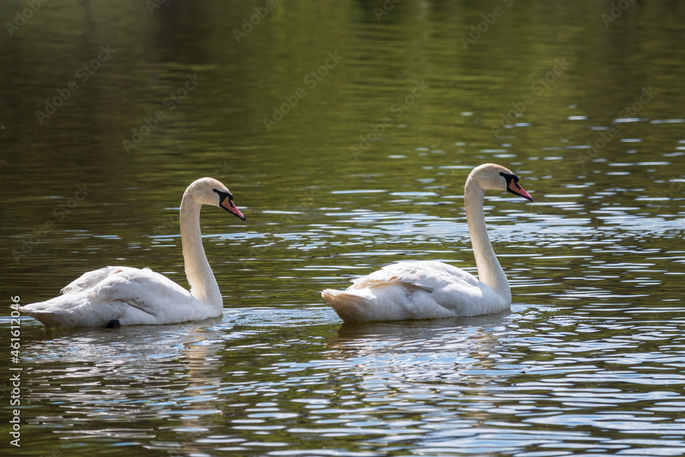 Two graceful white swans swim in the dark water. Two graceful white swans swim in the dark water.
