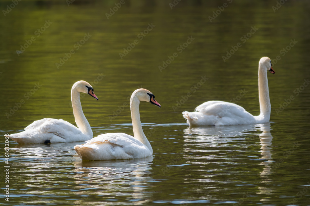 Graceful white Swans swimming in the lake, swans in the wild Graceful white Swans swimming in the lake, swans in the wild