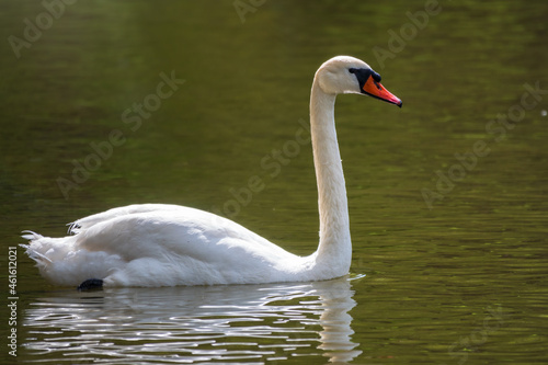 A graceful white swan swimming on a lake with dark green water. The white swan is reflected in the water