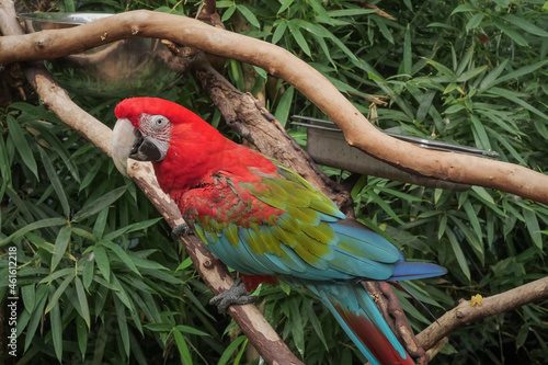 red and green macaw or parrot