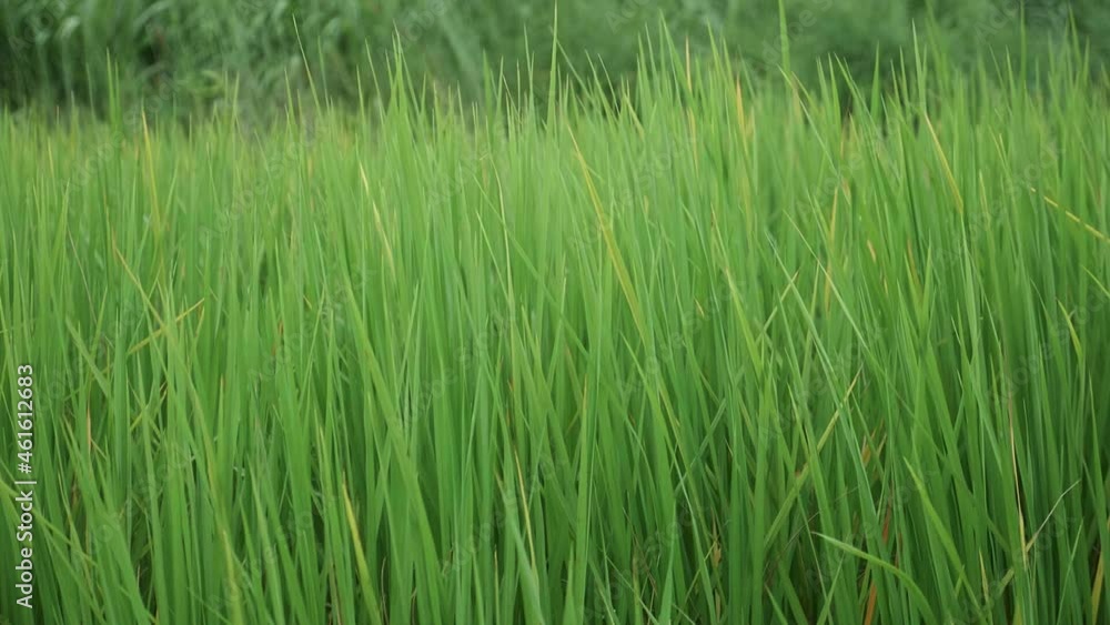 Green rice fields with wind blowing background. Green rice fields with wind blowing background.
