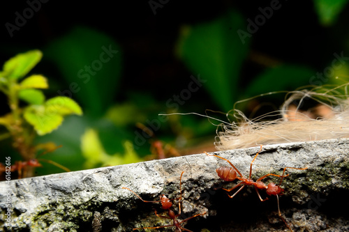 Weaver ant is a type of ant that makes a nest with leaves that are formed into a nest