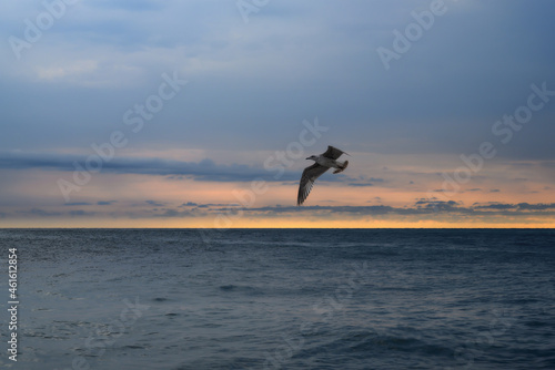 A seascape filled with harmony  peace and tranquility in blue tones. Summer evening with a cloudy sky in yellow colors and a flying seagull over the blue waters of the sea. Close-up of a bird 