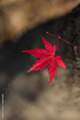 red maple leaf on root