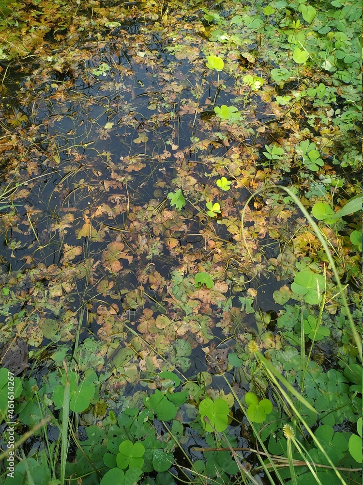 Agal bloom small pond in a forest green water swamps