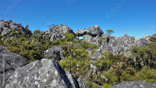 Huge picturesque boulders against the blue sky. A fynbos grows between the gray spotted stones. Landscape of the top of Table Mountain. Cape Town. South Africa