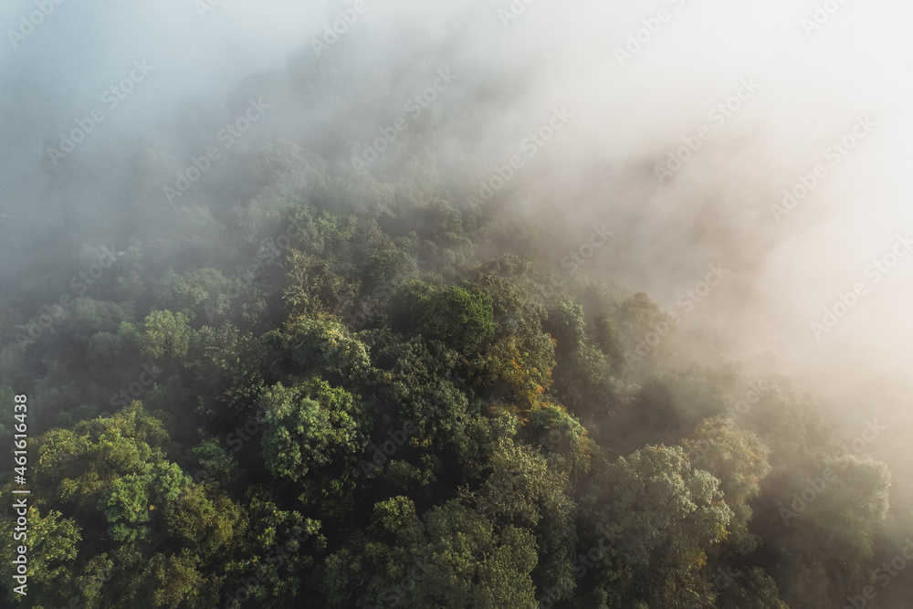 Morning fog in the forest from above Morning fog in the forest from above