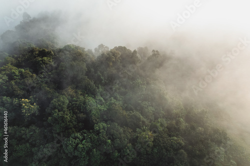 Morning fog in the forest from above