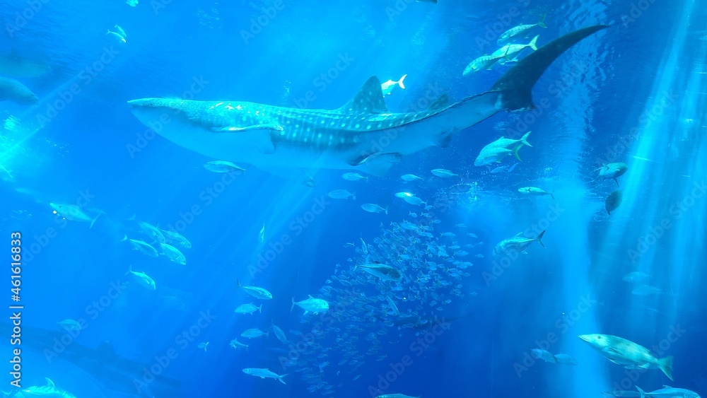 Fototapeta premium 神秘的な水中