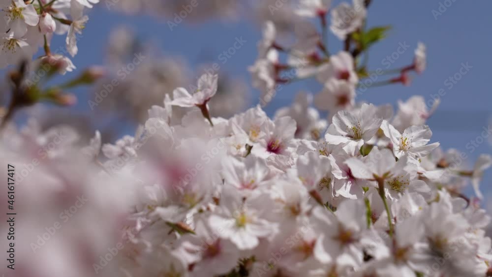 This is a 4K slow motion video of a cherry blossom branch in full bloom.
4K 120fps edited to 30fps This is a 4K slow motion video of a cherry blossom branch in full bloom.
4K 120fps edited to 30fps
