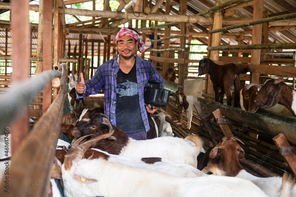 A farm worker or a farm owner raising young goats in a farmhouse. In the background, the goat pet stands and eats. A farm worker or a farm owner raising young goats in a farmhouse. In the background, the goat pet stands and eats.