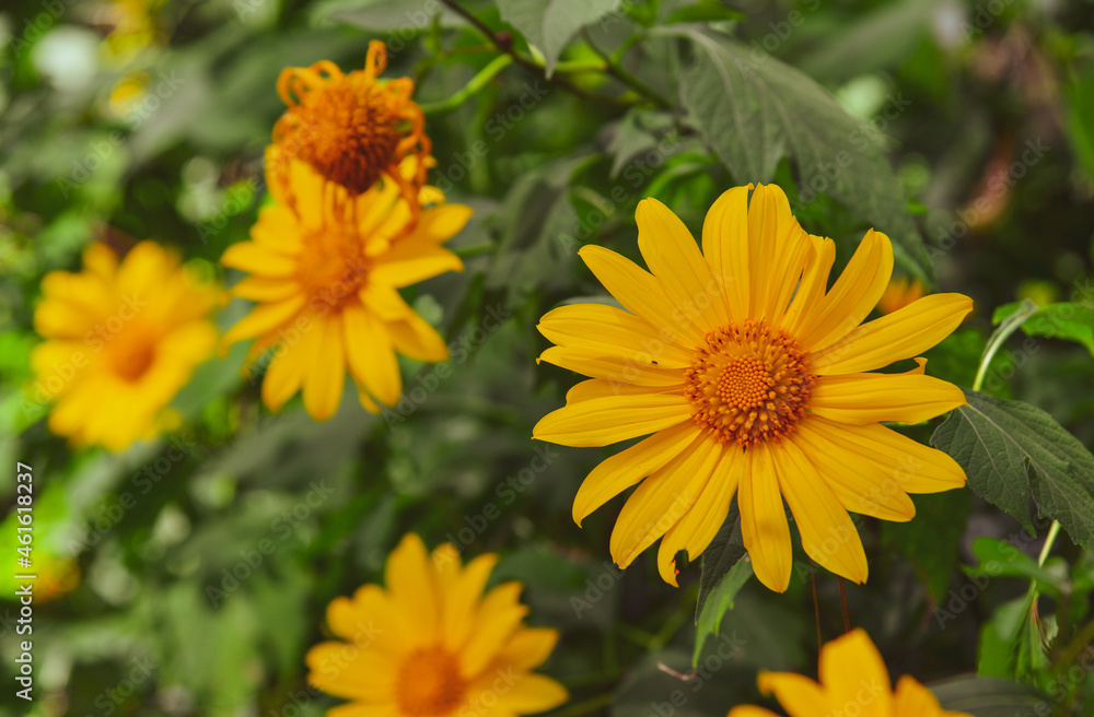 Wild sunflowers (Da Quy) blooming at the forest Wild sunflowers (Da Quy) blooming at the forest