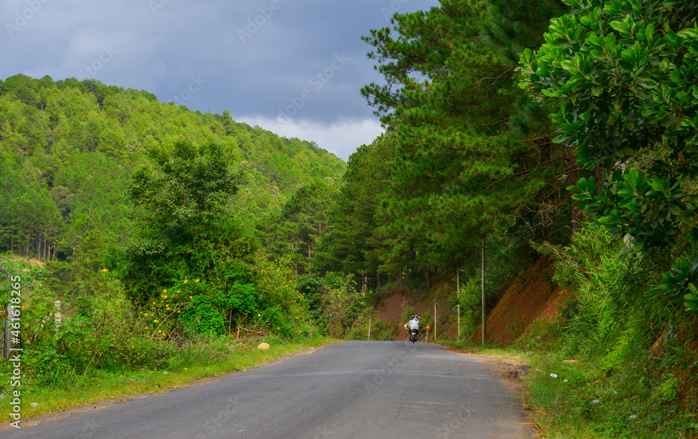 Road on the Dalat Plateau with wild sunflowers