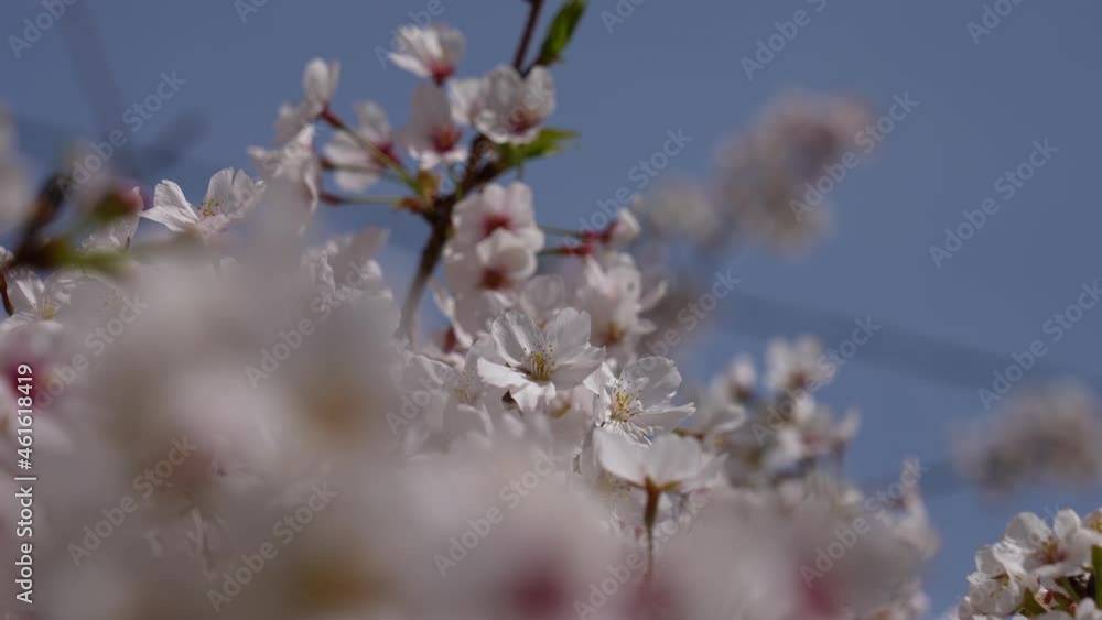 This is a 4K slow motion video of a cherry blossom branch in full bloom.
4K 120fps edited to 30fps This is a 4K slow motion video of a cherry blossom branch in full bloom.
4K 120fps edited to 30fps