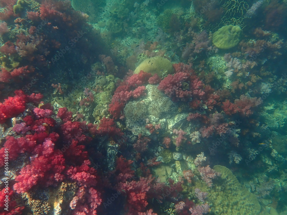 タイ　タルタオ海洋国立公園の珊瑚礁