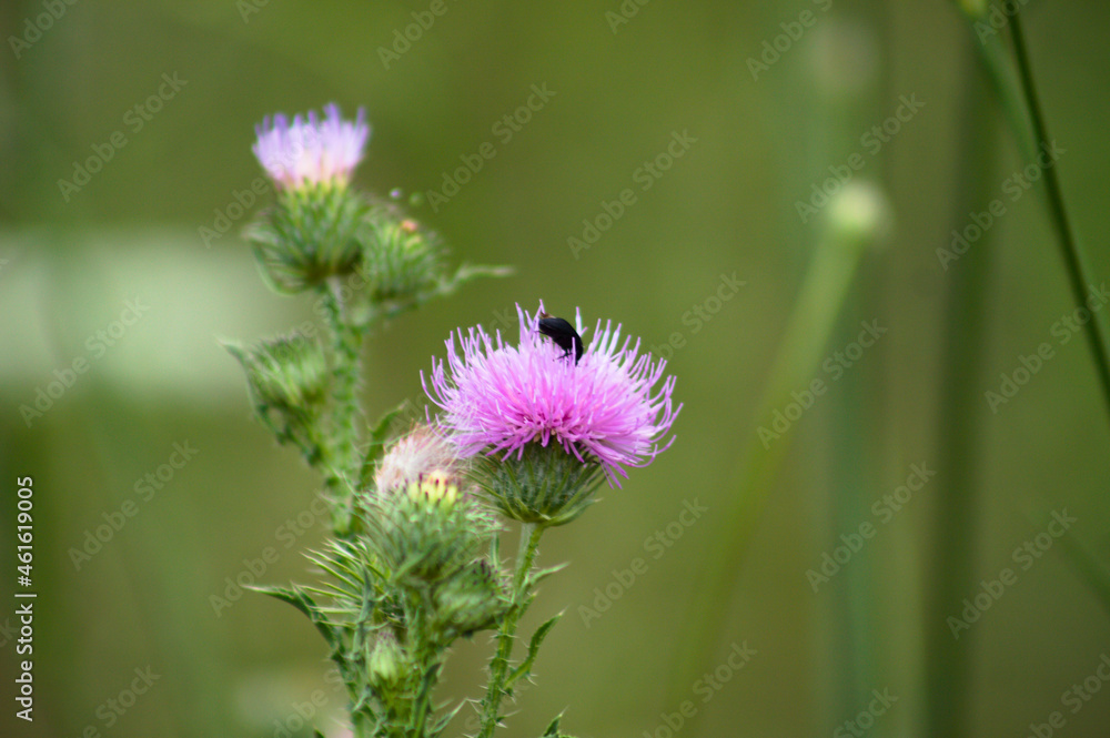 Bug on spiny plumeless thistle in bloom closeup view with blurred green background Bug on spiny plumeless thistle in bloom closeup view with blurred green background