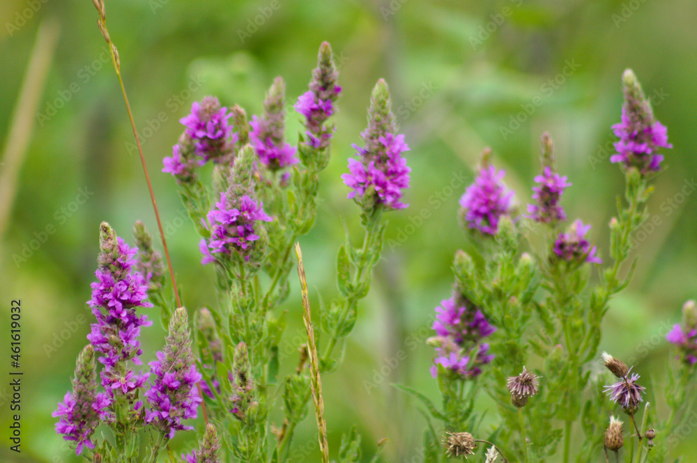 Purple loosestrife in bloom close-up landscape view of Purple loosestrife in bloom close-up landscape view of