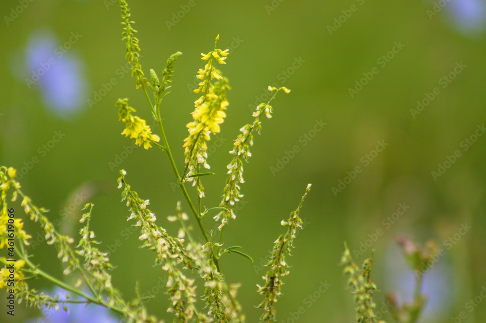 Yellow sweet clover in bloom closeup view with green blurred background
