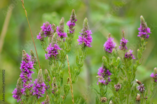 Purple loosestrife in bloom close-up landscape view of