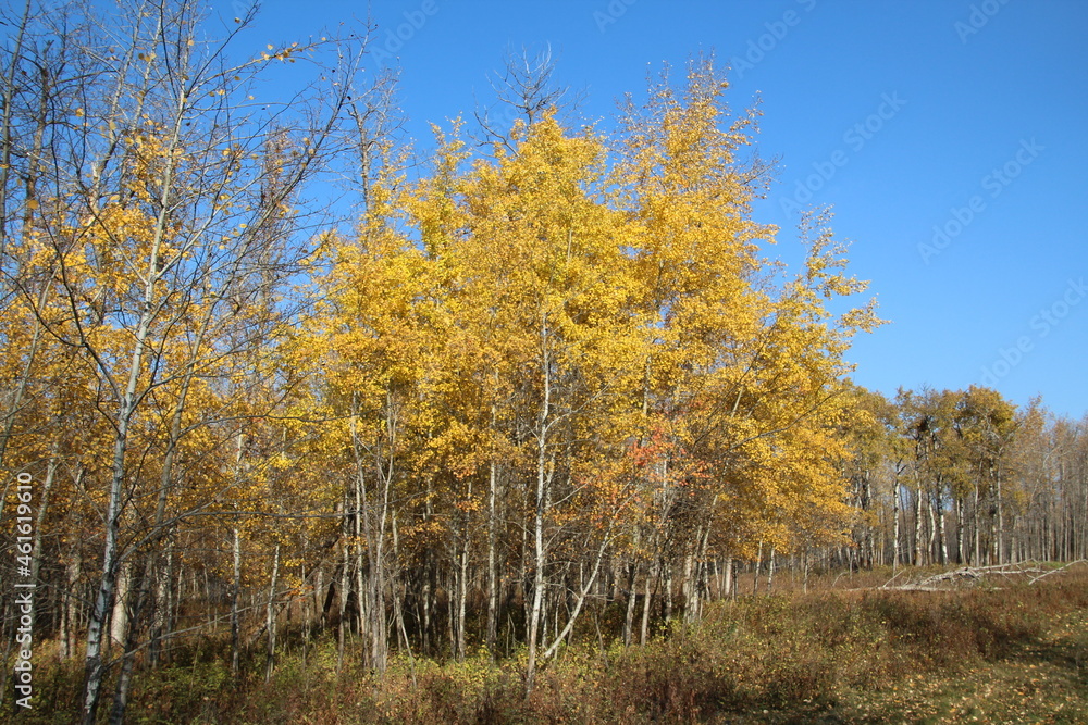 Trees Of Autumn, Elk Island National Park, Alberta Trees Of Autumn, Elk Island National Park, Alberta
