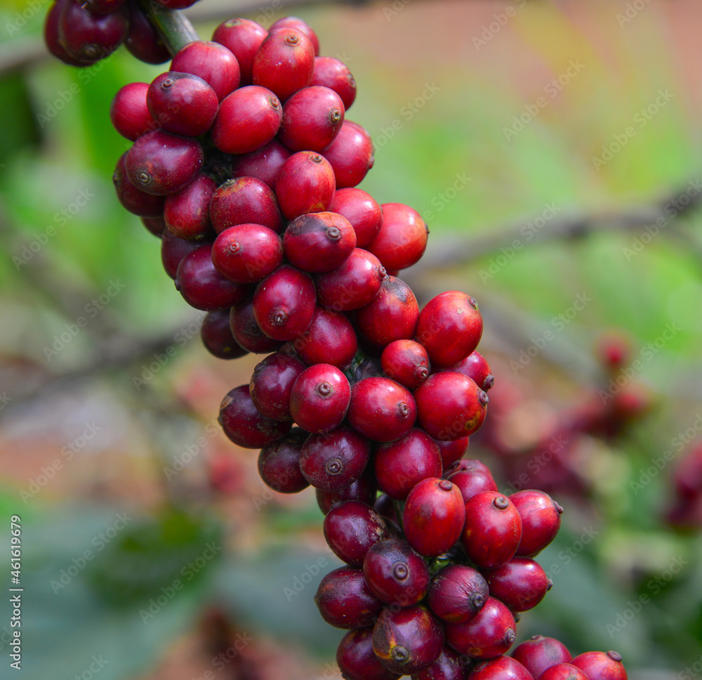 Fruit-laden coffee trees in the harvest season