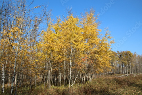 Trees Of Autumn  Elk Island National Park  Alberta