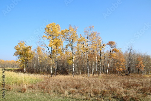 October Colors, Elk Island National Park, Alberta