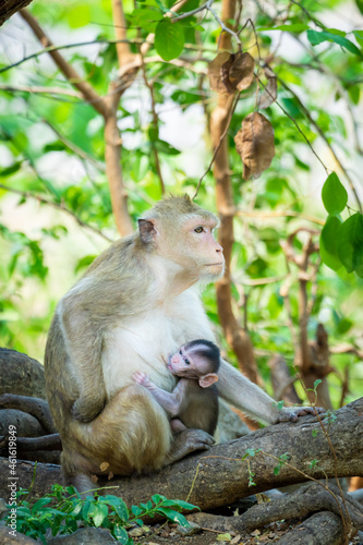 Photography A mother monkey is feeding her cubs in the middle of the forest.