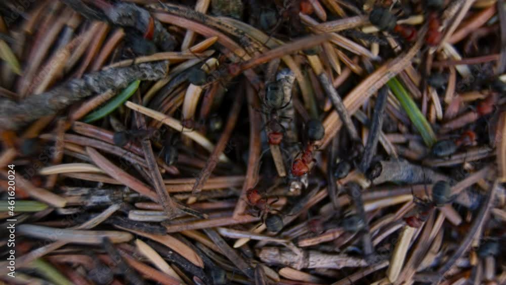 Anthill with ants working macro Timelapse Anthill with ants working macro Timelapse