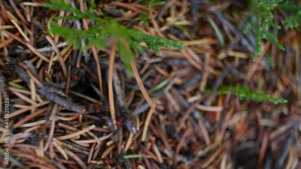 Anthill with ants rack focus with twigs Anthill with ants rack focus with twigs