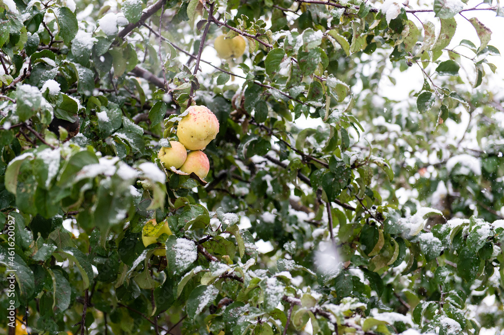 apples in the snow