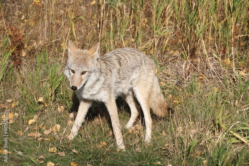Majestic Coyote, Elk island National Park, Alberta