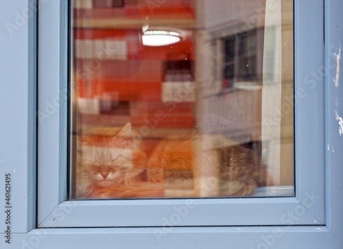 The cat sleeps outside the window