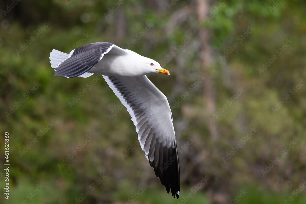 Fototapeta premium Lesser Black-backed Gull