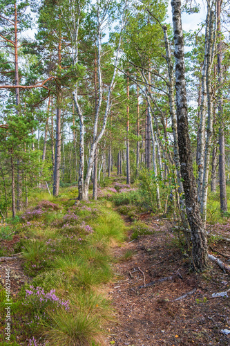 Path in a forest on a peat
