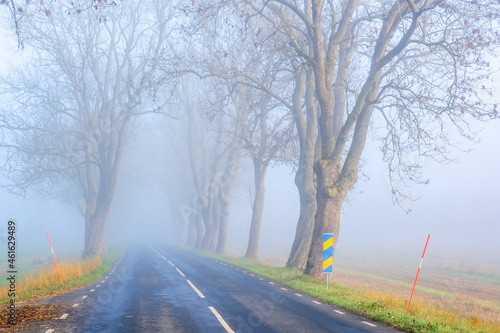 Wallpaper Mural Country road by a tree avenue on a foggy morning Torontodigital.ca