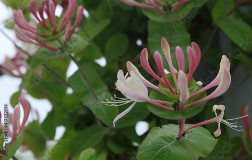 Purple honeysuckle buds .