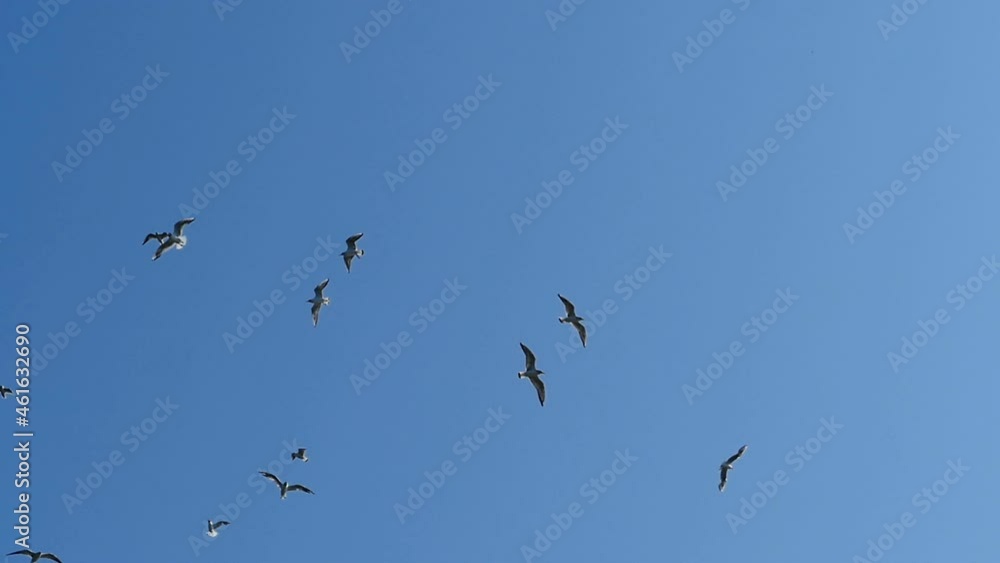 birds soar high in the blue sky overhead slow motion birds soar high in the blue sky overhead slow motion