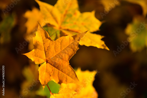 Sunlight shines brightly through the leaves on a maple branch in October with a place for text