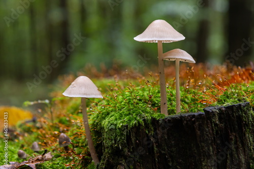 Beautiful closeup of forest mushrooms. Gathering mushrooms. Mushrooms photo, forest photo,