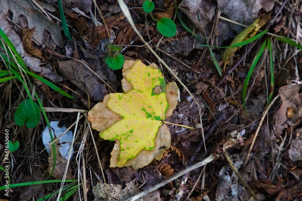 Foglia in autunno Foglia in autunno