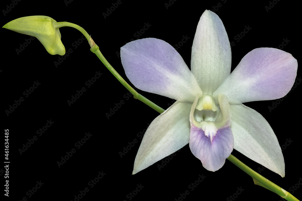 orchidée sur fond noir orchidée sur fond noir