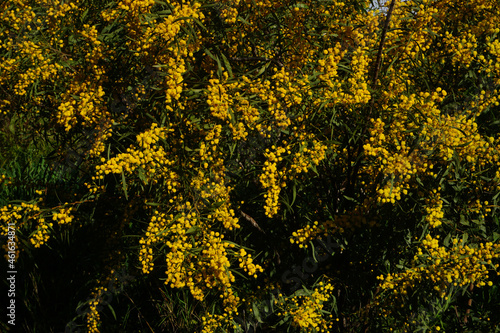 Yellow mimosa flowers