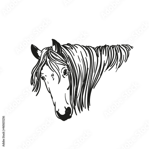 Sketch of horse head with long mane, Vector Hand drawn illustration animal