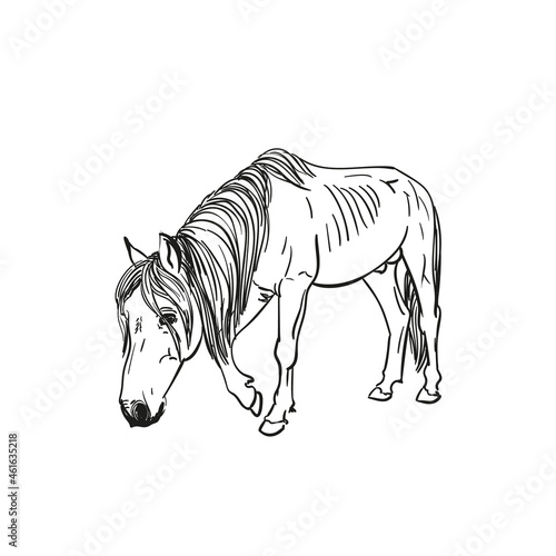 Sketch of hungry horse with protruding ribs walks slowly with head down  full length portrait isolated black and white vector Hand drawn illustration